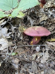 Baorangia bicolor
