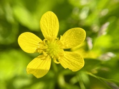 Ranunculus muricatus