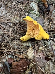Cantharellus enelensis