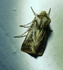 Agrotis gladiaria
