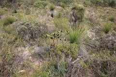 Macropidia fuliginosa