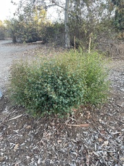 Acalypha californica