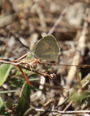 Eurema daira