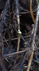 Mycena chusqueophila