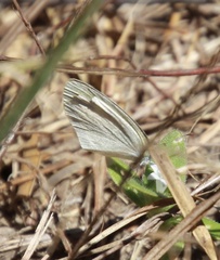 Eurema daira