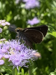 Euphyes vestris