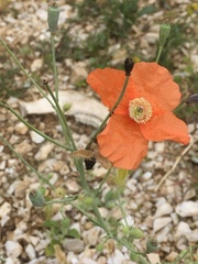 Papaver armeniacum