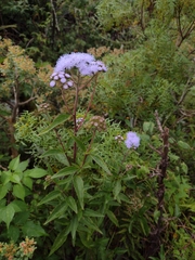 Ageratum