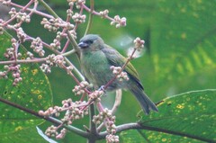 Tangara cyanocephala