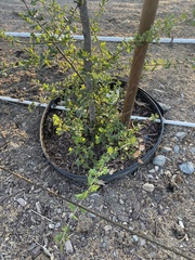 Ceanothus tomentosus