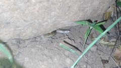 Oligodon taeniolatus