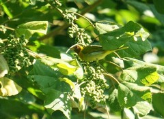 Hemithraupis ruficapilla