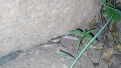 Oligodon taeniolatus