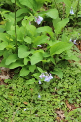 Mertensia virginica