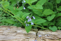 Mertensia virginica
