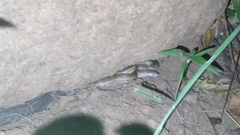 Oligodon taeniolatus