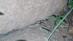 Oligodon taeniolatus