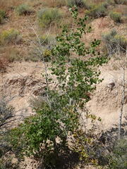 Populus deltoides wislizenii