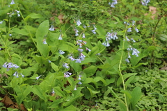 Mertensia virginica