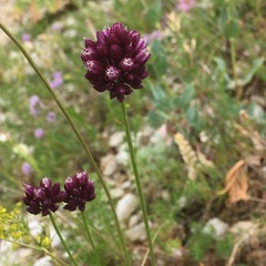 Allium