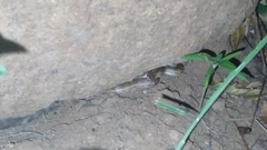 Oligodon taeniolatus