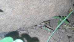 Oligodon taeniolatus