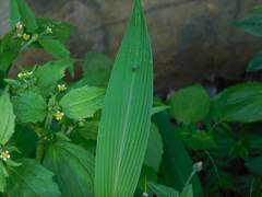 Setaria barbata