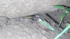 Oligodon taeniolatus