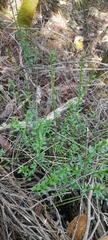 Stackhousia monogyna