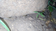 Oligodon taeniolatus