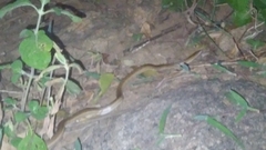 Oligodon taeniolatus