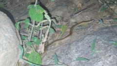 Oligodon taeniolatus