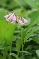 Mertensia virginica