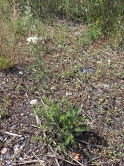 Achillea asiatica