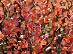 Betula glandulosa