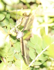 Tipula furca