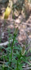 Stackhousia monogyna