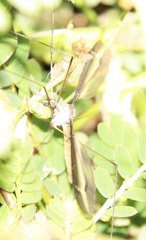 Tipula furca