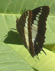 Charaxes brutus natalensis
