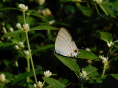 Hypolycaena erylus
