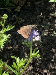 Erynnis horatius