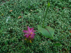 Curcuma zanthorrhiza