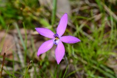 Glossodia minor