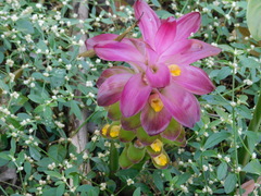 Curcuma zanthorrhiza