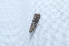 Moodna ostrinella