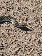 Pituophis catenifer sayi