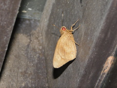 Erionota thrax