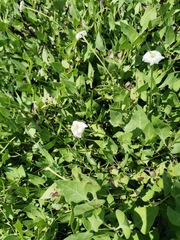 Acleisanthes longiflora
