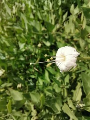 Acleisanthes longiflora