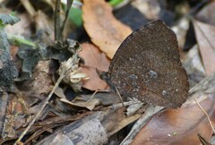 Godartiana muscosa